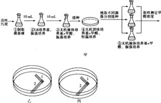 甲醛是一種來(lái)源廣泛的揮發(fā)性有機(jī)污染物,具有強(qiáng)烈的致癌和促癌作用,利用微生物降解甲醛來(lái)治理甲醛污染,